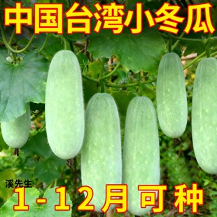 【一节一个瓜】台湾小冬瓜种子毛节瓜小东瓜四季高产盆栽蔬菜种子