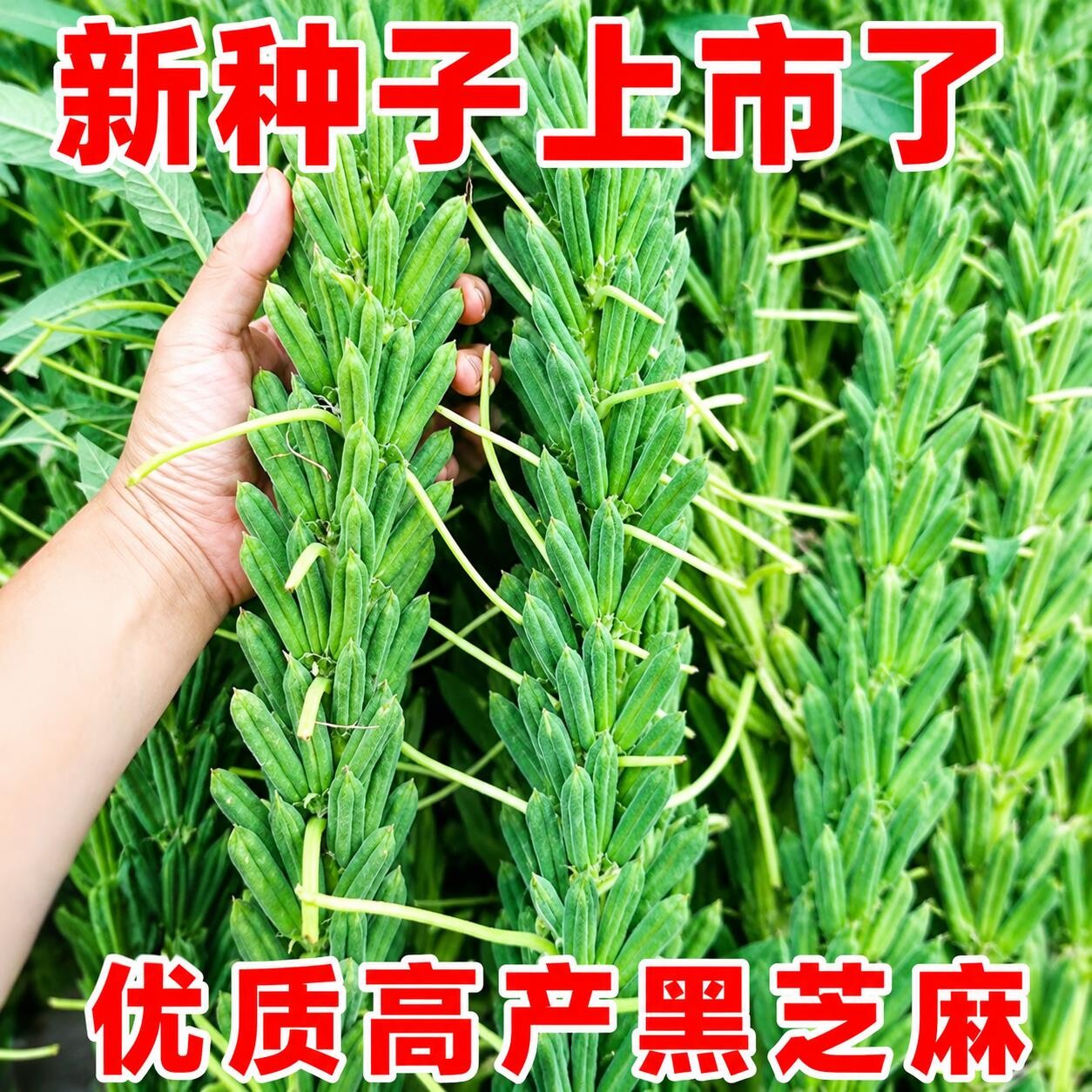 塔芝一号黑芝麻种籽高产高油抗病抗倒伏四季种植大粒白芝麻种子苗