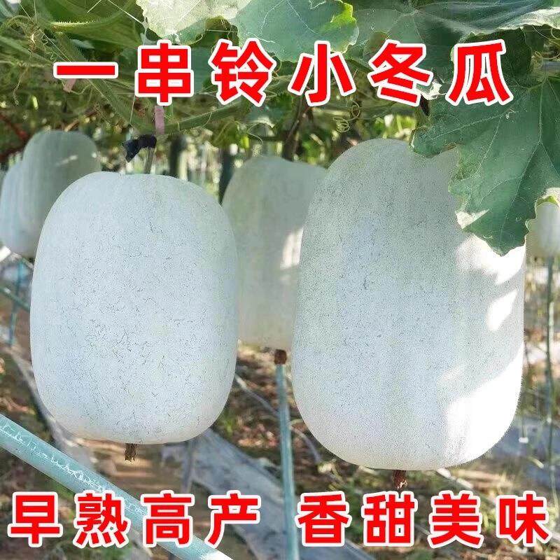 一串铃小冬瓜种子粉皮冬瓜种籽春秋播种早熟迷你小棒槌冬瓜果种孑