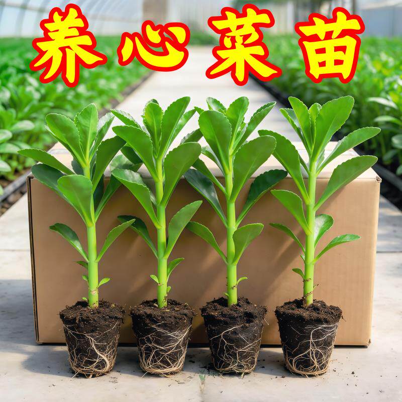 养心菜根苗高产高钙救心菜景天三七菜苗秧四季蔬菜苗盆栽阳台种植
