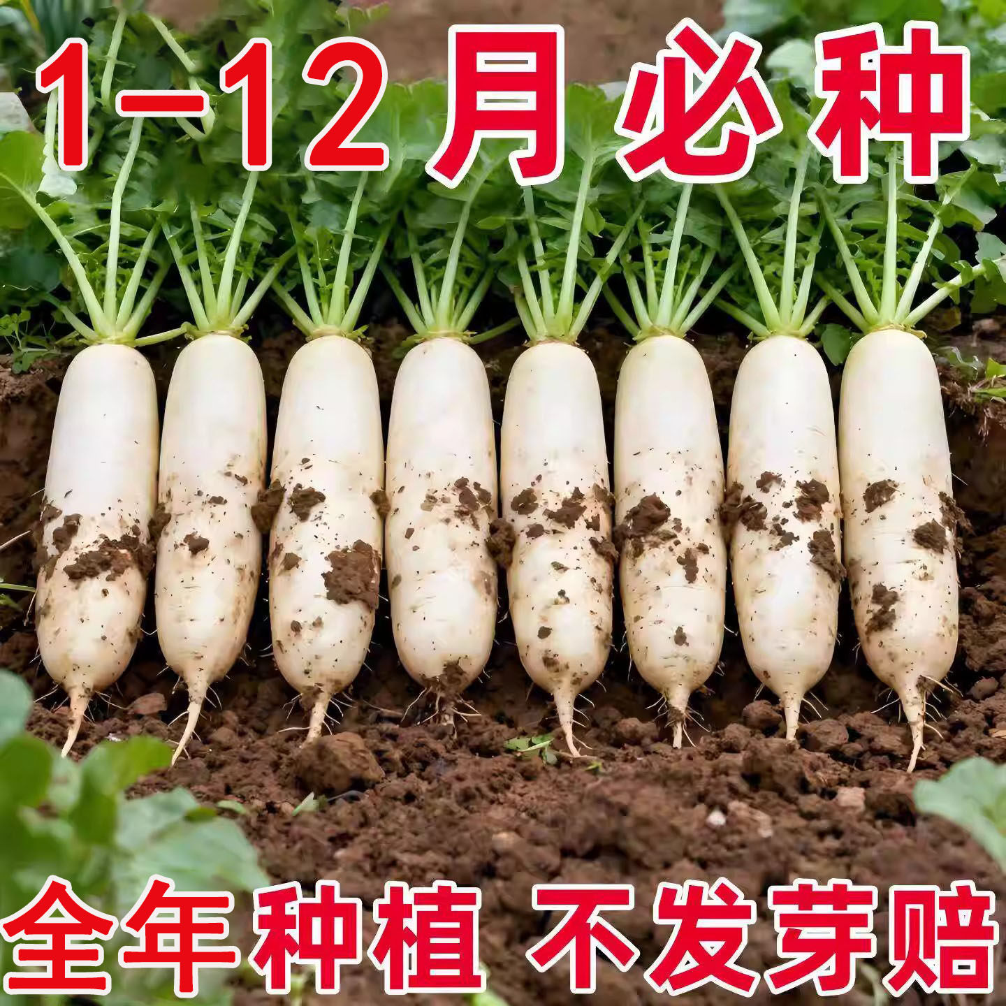 白萝卜种子不空心春不老种籽特大四季秋季播蔬菜种子九斤王菜种子,鲜花速递/花卉仿真/绿植园艺,红掌/凤梨/温室花卉,淘宝优惠券,粉丝福利购,淘宝优惠卷