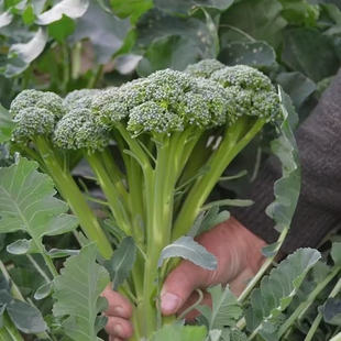 早熟西兰苔种子夏秋春播西兰花种子芥蓝芥兰菜心种苗阳台盆栽蔬菜