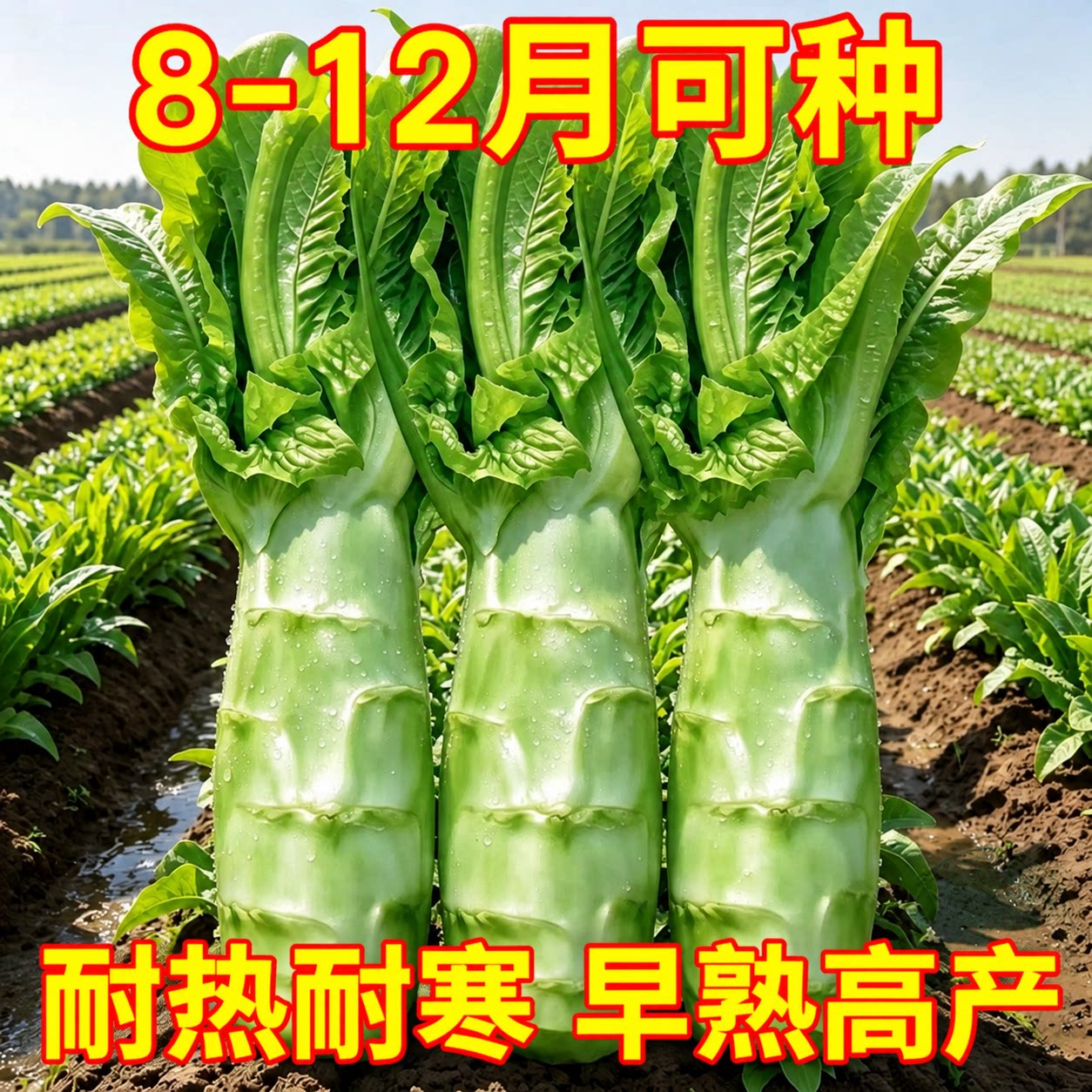 泰国罗汉莴笋种子四季圆叶竹节短粗鸡腿莴笋种籽耐热农家蔬菜种孑