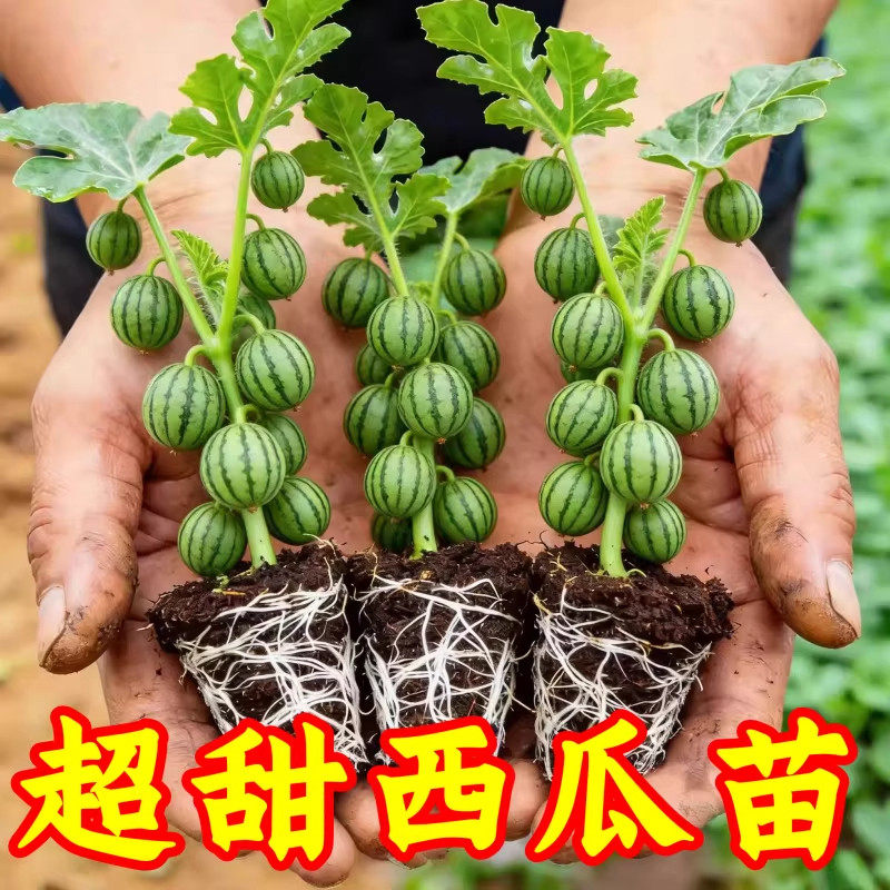 西瓜苗嫁接8424特甜麒麟超甜无籽美都西瓜秧苗盆栽地载种植西瓜苗