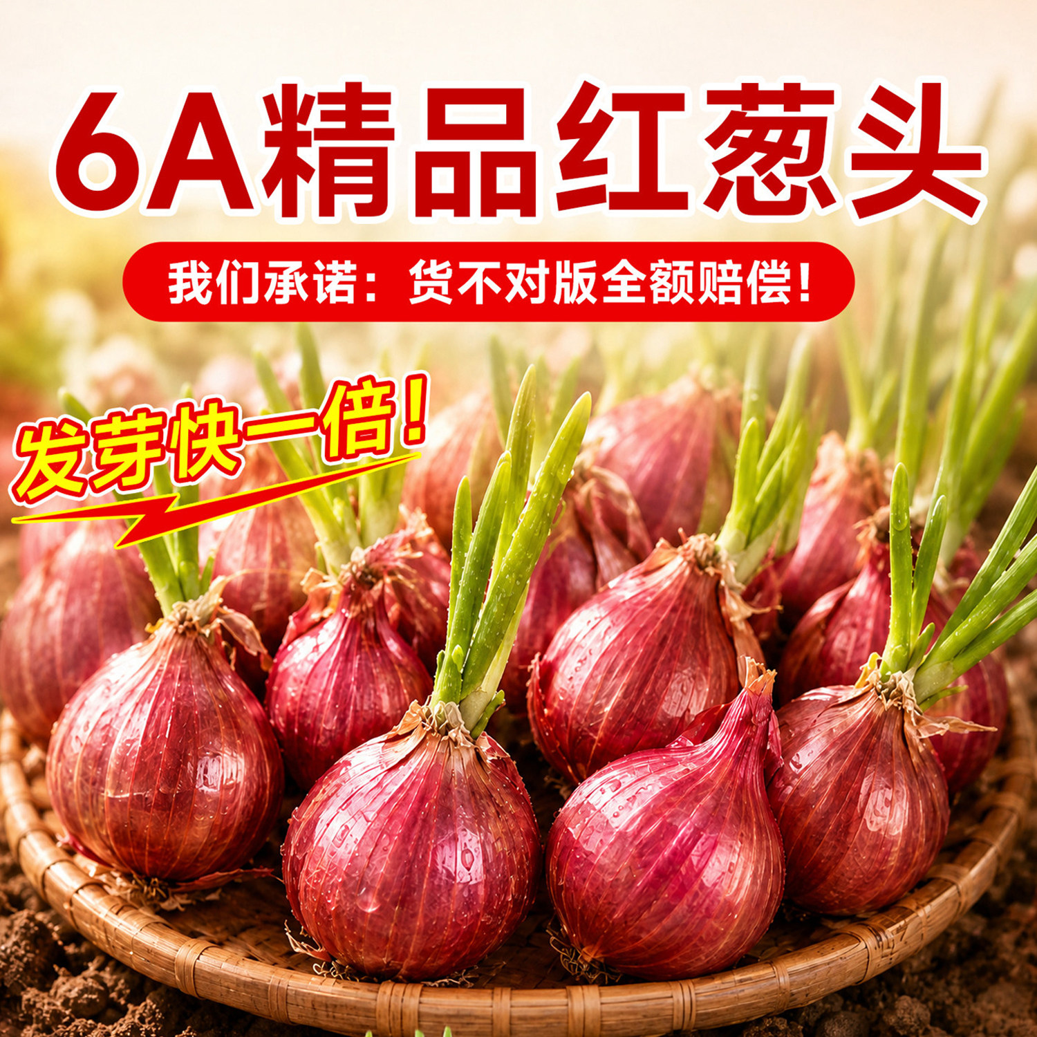 红葱头种四季小香葱种头正宗广东四川红葱头葱种子籽本地火葱