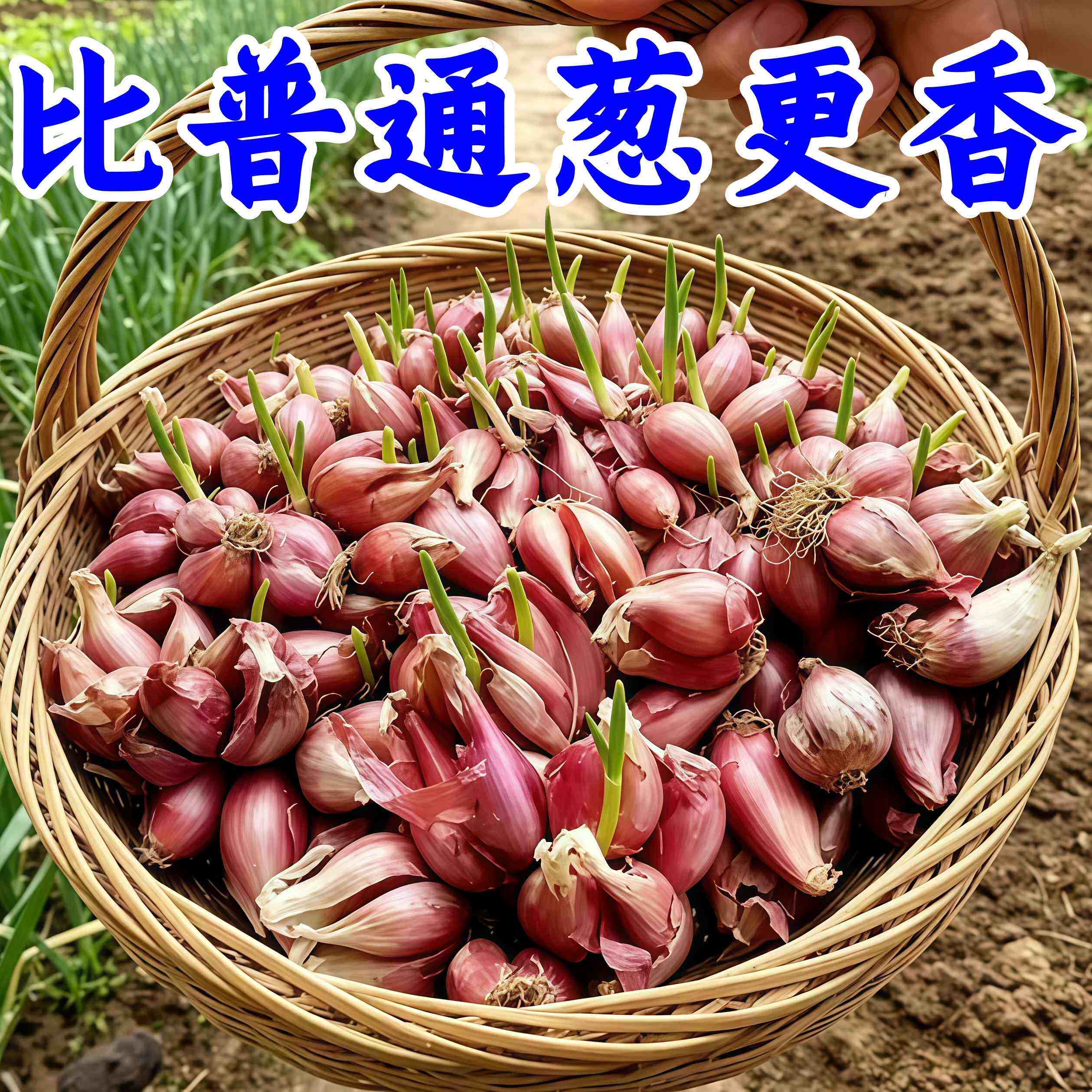 可种植可食用小香葱红葱头火葱黄葱四季葱苗榨葱油干葱头