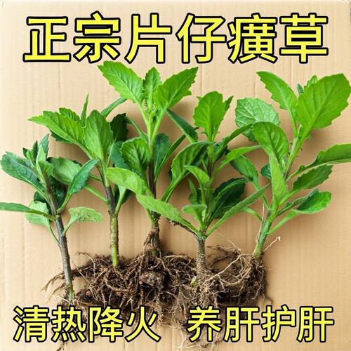 好种易活白当归片仔癀草可食用白凤菜苗阳台庭院盆栽药材养生菜苗