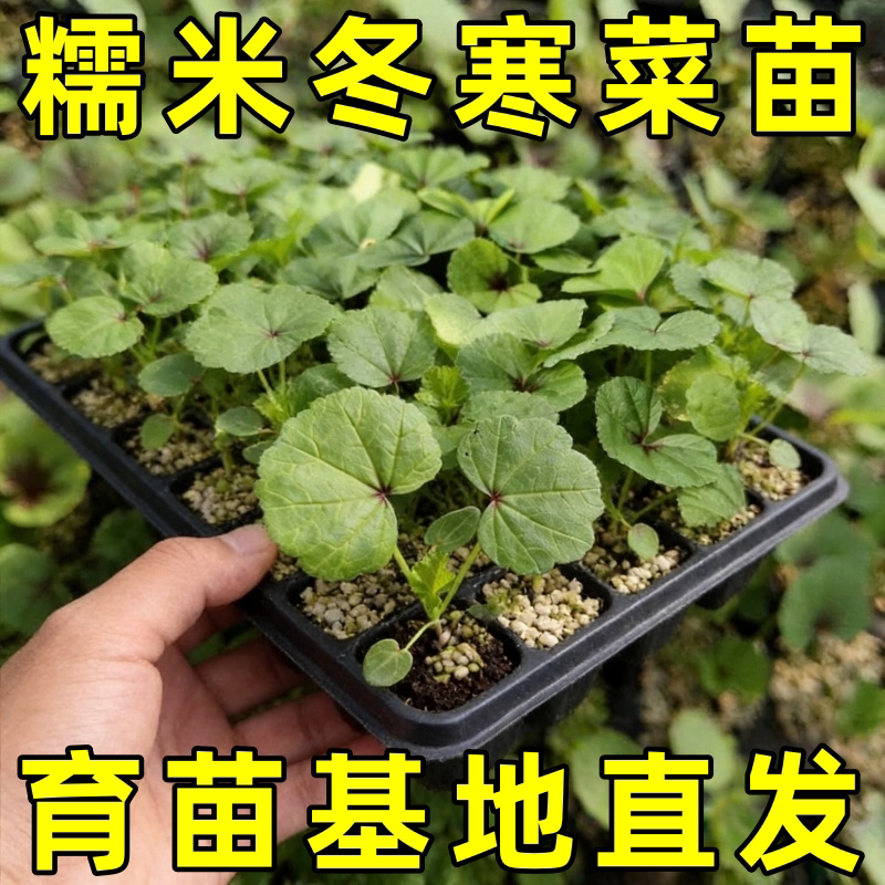 冬寒菜苗冬苋菜种苗耐寒蔬菜苗冬葵菜苗四季盆栽农家菜园蔬菜种苗