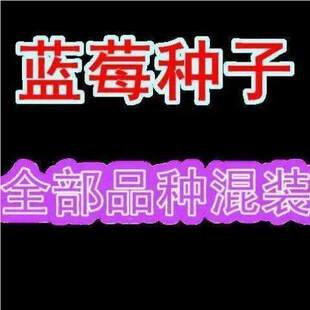 草莓种种地子苗蓝种树蓝子蓝莓树583子树莓种栽子盆栽梅树莓种果