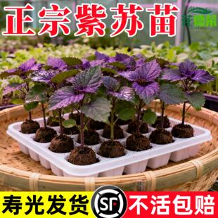 广西玉林正宗双面紫苏多茬采收阳台菜园盆栽地栽秋冬高产蔬菜秧苗