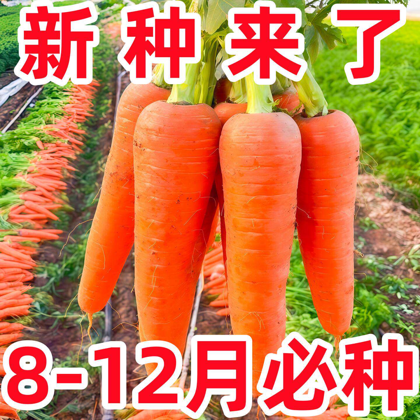 高产红胡萝卜种子农家甜脆水果萝卜种籽春夏秋季庭院种植蔬菜种孑
