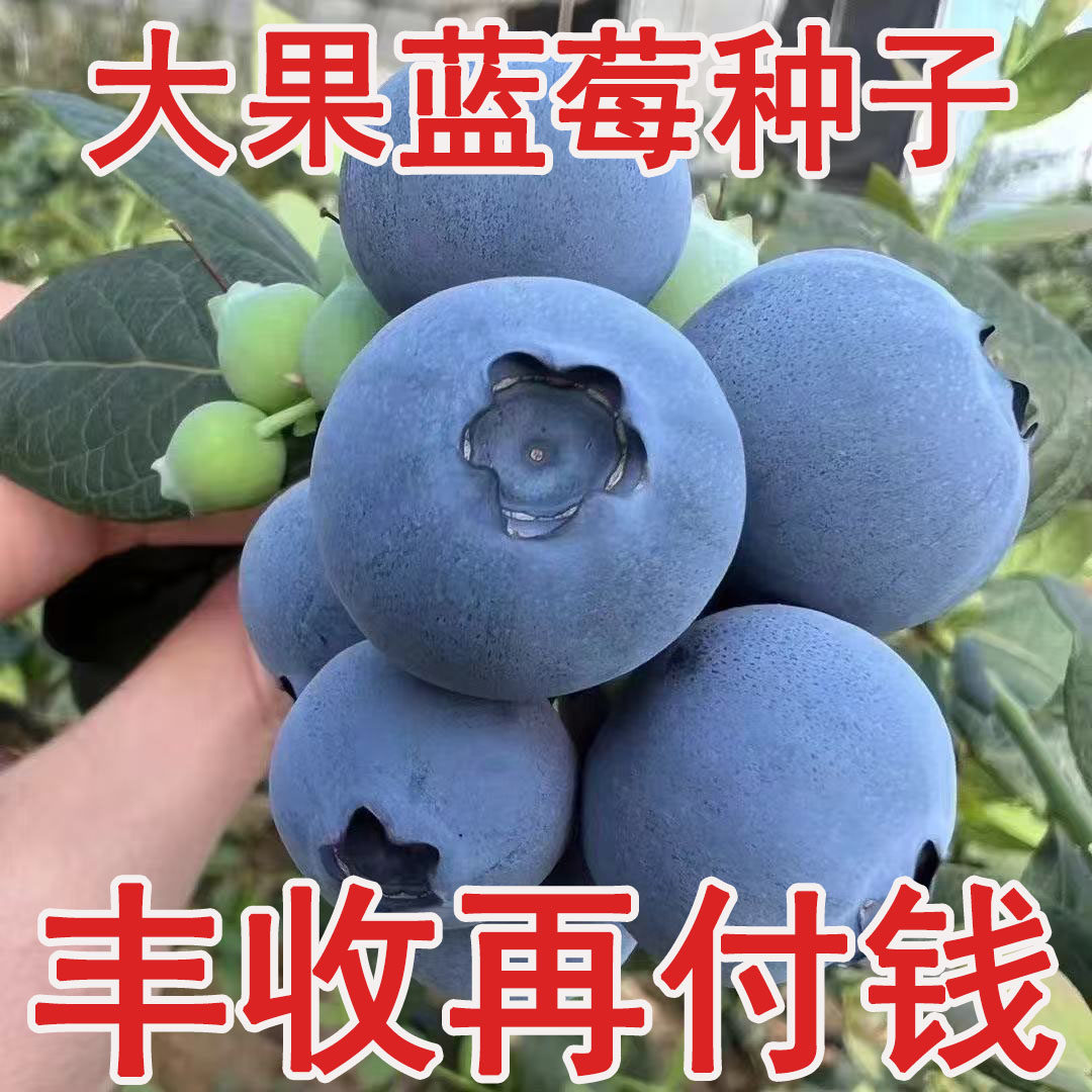 蓝莓种籽蓝莓树苗种子室内外阳台庭院盆栽地栽易活多品种四季种植