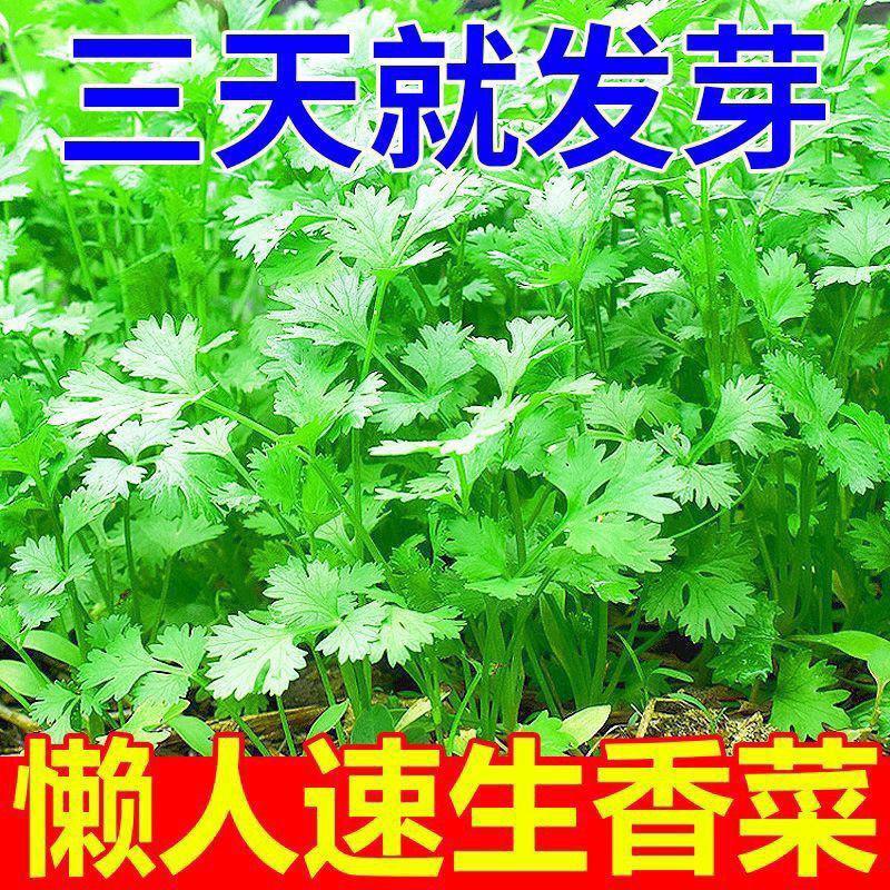 【免破壳】四季速生香菜种子三天出大叶芫荽种籽农家阳台盆栽蔬菜