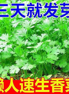 【免破壳】四季速生香菜种子三天出大叶芫荽种籽农家阳台盆栽蔬菜