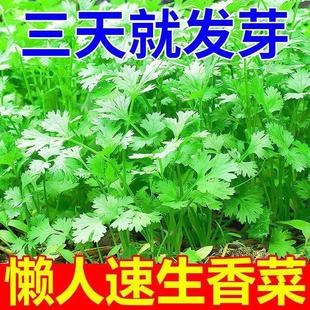 【免破壳】四季速生香菜种子三天出大叶芫荽种籽农家阳台盆栽蔬菜