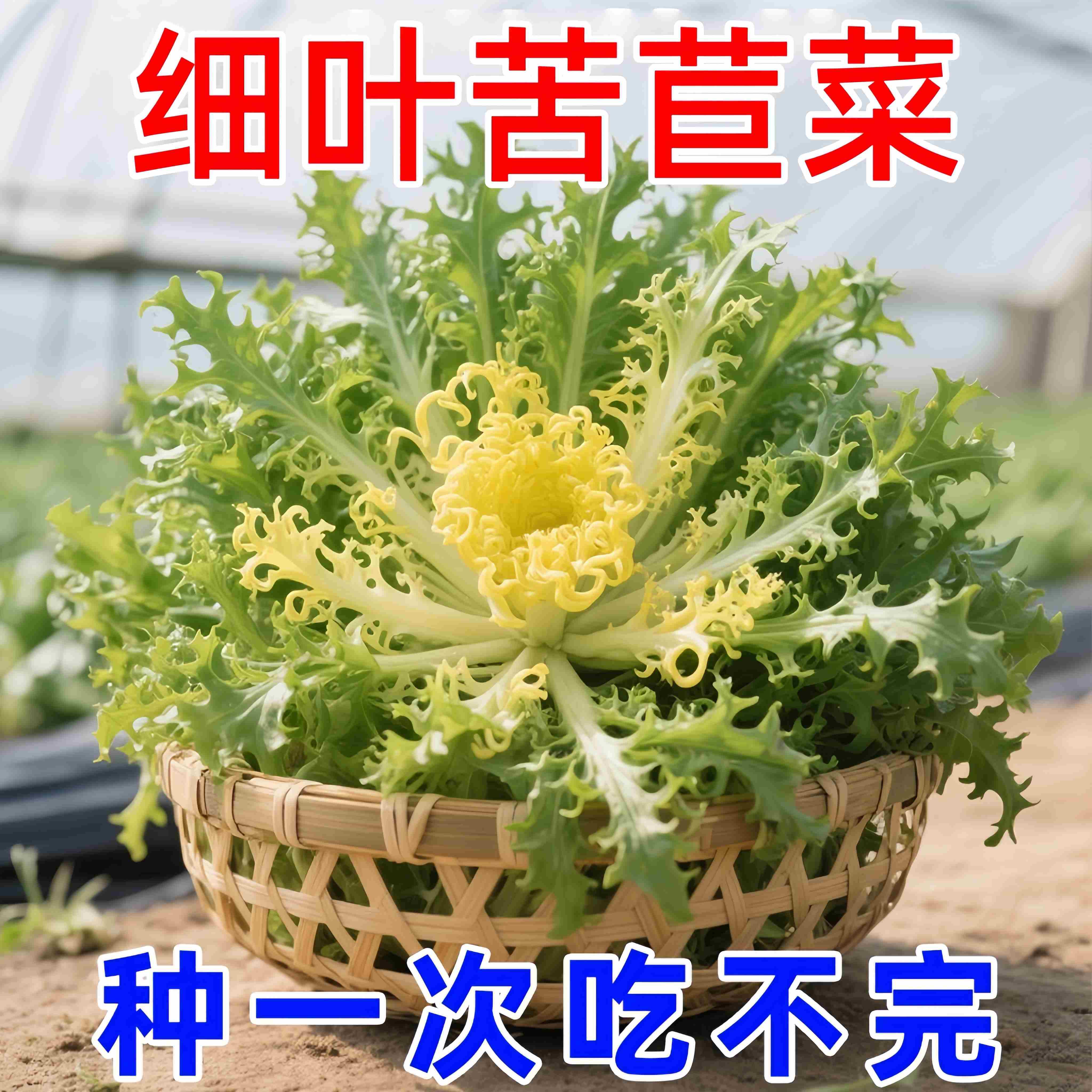 苦苣种子苗细叶苦菊黄心苦菜耐寒耐冻农家四季蔬菜孑种籽菜籽大全