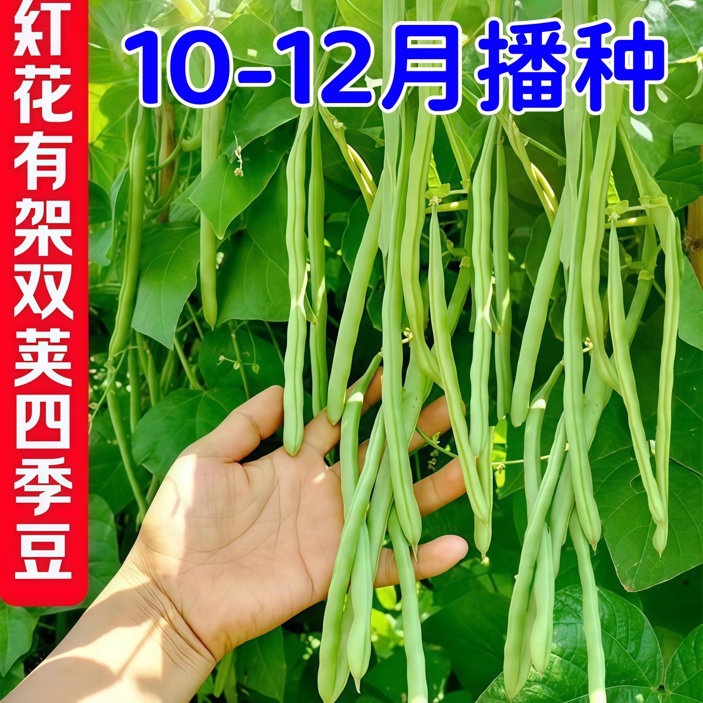 双花双荚红花有架四季豆新鲜早熟45天耐热耐寒软糯无筋无丝肉豆角