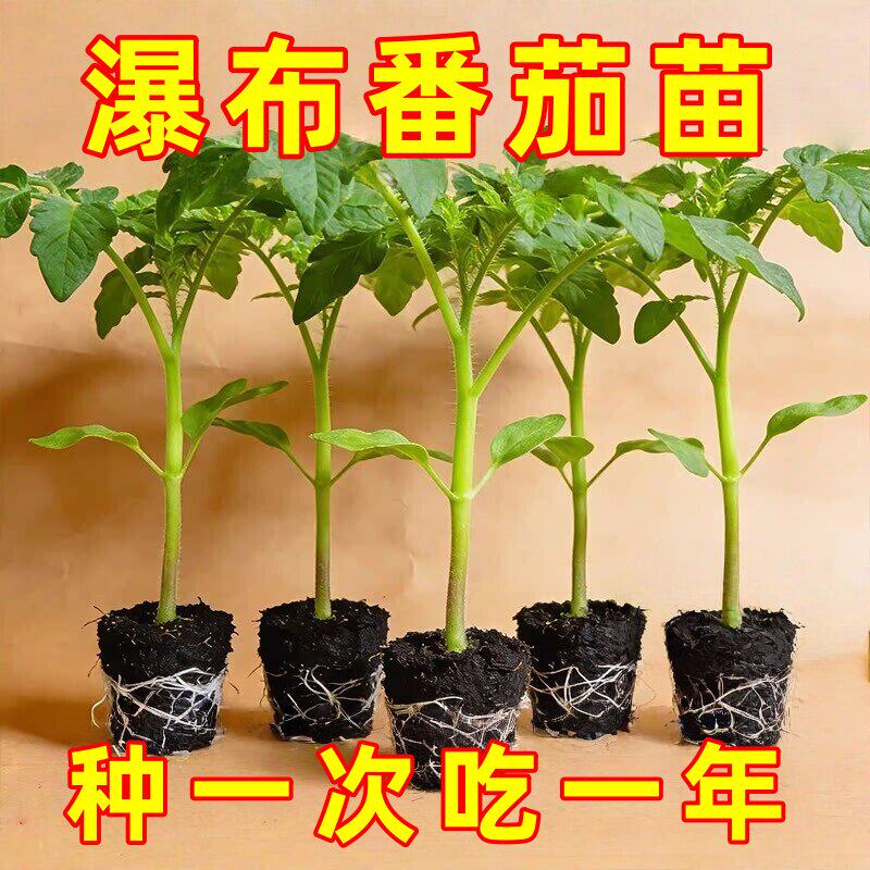 瀑布番茄苗盆栽矮生番茄苗秧阳台水果樱桃小番茄苗千禧果超甜蕃茄