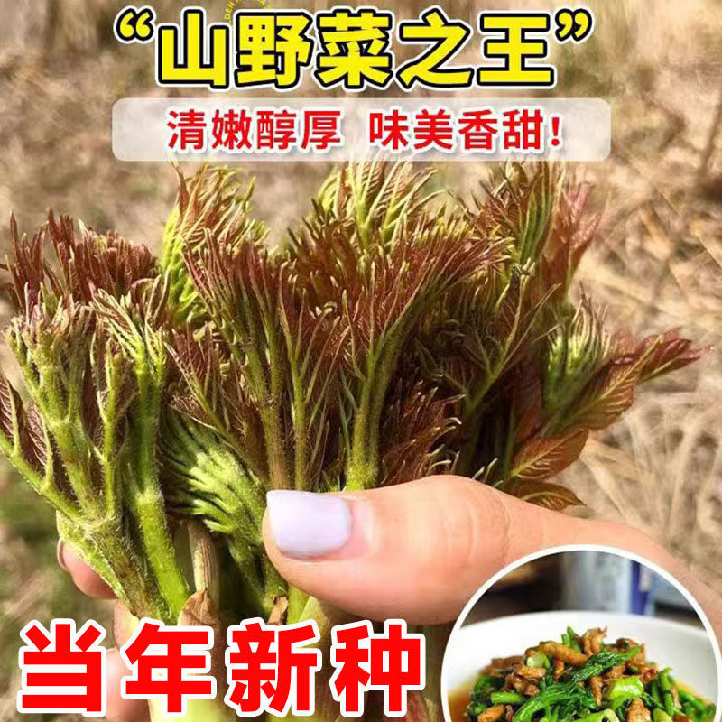 刺龙芽菜种子刺龙芽苞种子高产刺老芽籽简单种植四季阳台小院盆栽