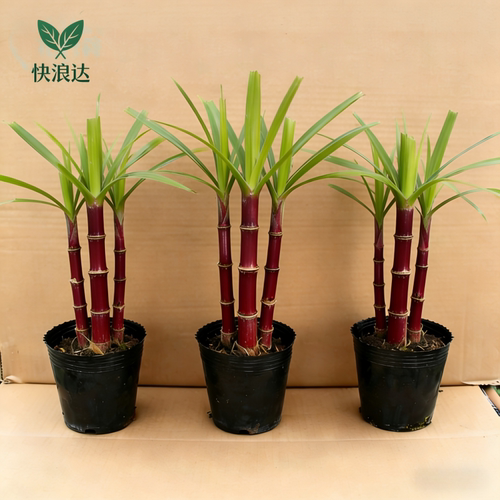 迷你小甘蔗广西甘蔗盆栽盆景南北甘蔗苗室内室外盆栽黑皮甘蔗