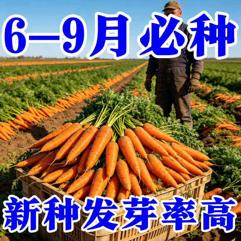 九寸三红胡萝卜种子夏秋季耐热寒水果蔬菜生吃脆甜四季田园红萝卜