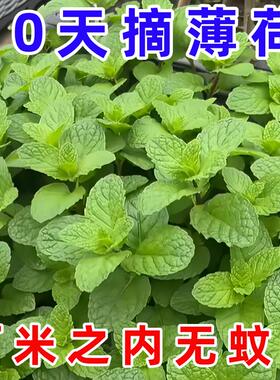 薄荷种子可食用老品种香水柠檬薄荷种籽四季阳台盆栽驱蚊花卉种孑
