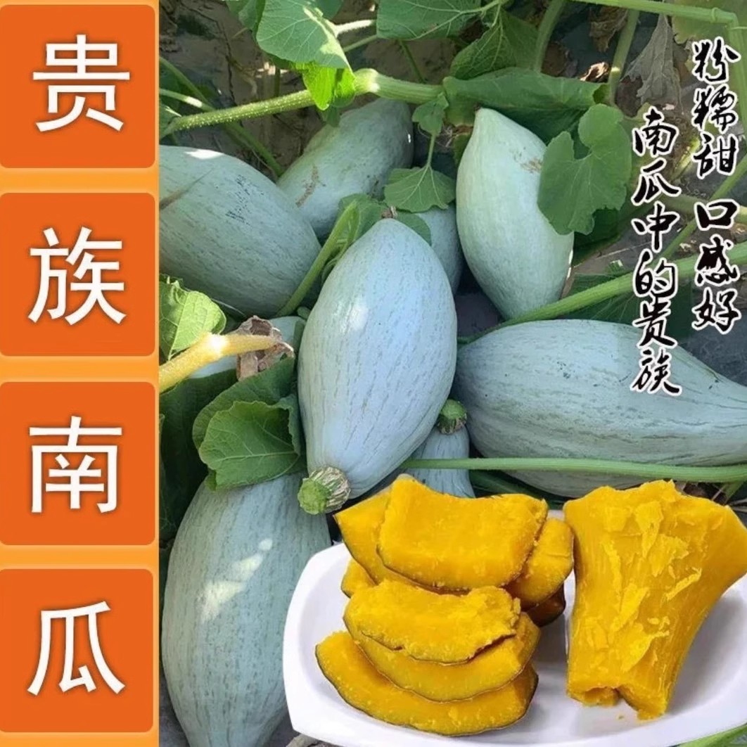【冰糖奶油南瓜】甘甜干面家庭园艺果蔬南瓜种子四季种植盆栽蔬菜