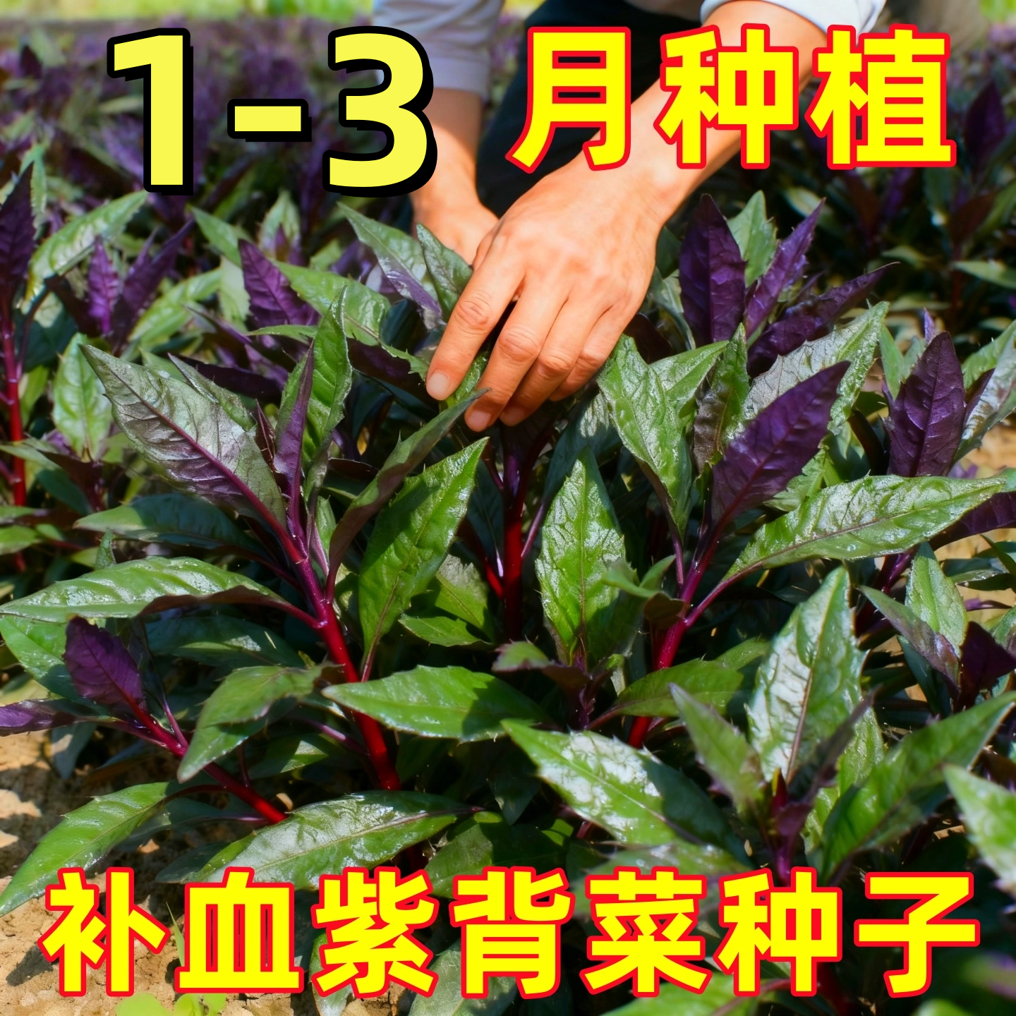 天然补血紫背菜种子天葵血皮菜红凤菜特色易种营养观音菜蔬菜种籽,鲜花速递/花卉仿真/绿植园艺,红掌/凤梨/温室花卉,淘宝优惠券,粉丝福利购,淘宝优惠卷