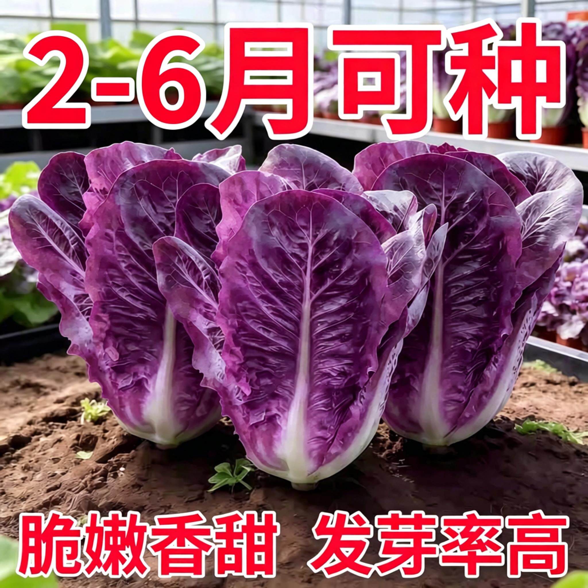 紫孔雀菜种籽生吃脆甜高营养罗马生菜长寿菜春秋易种沙拉蔬菜种子