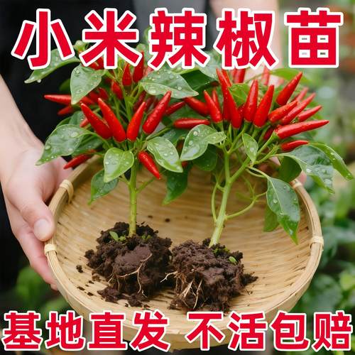 辣椒苗盆栽秧苗种籽子朝天椒美人螺丝小米辣薄皮青线椒四季种孑树