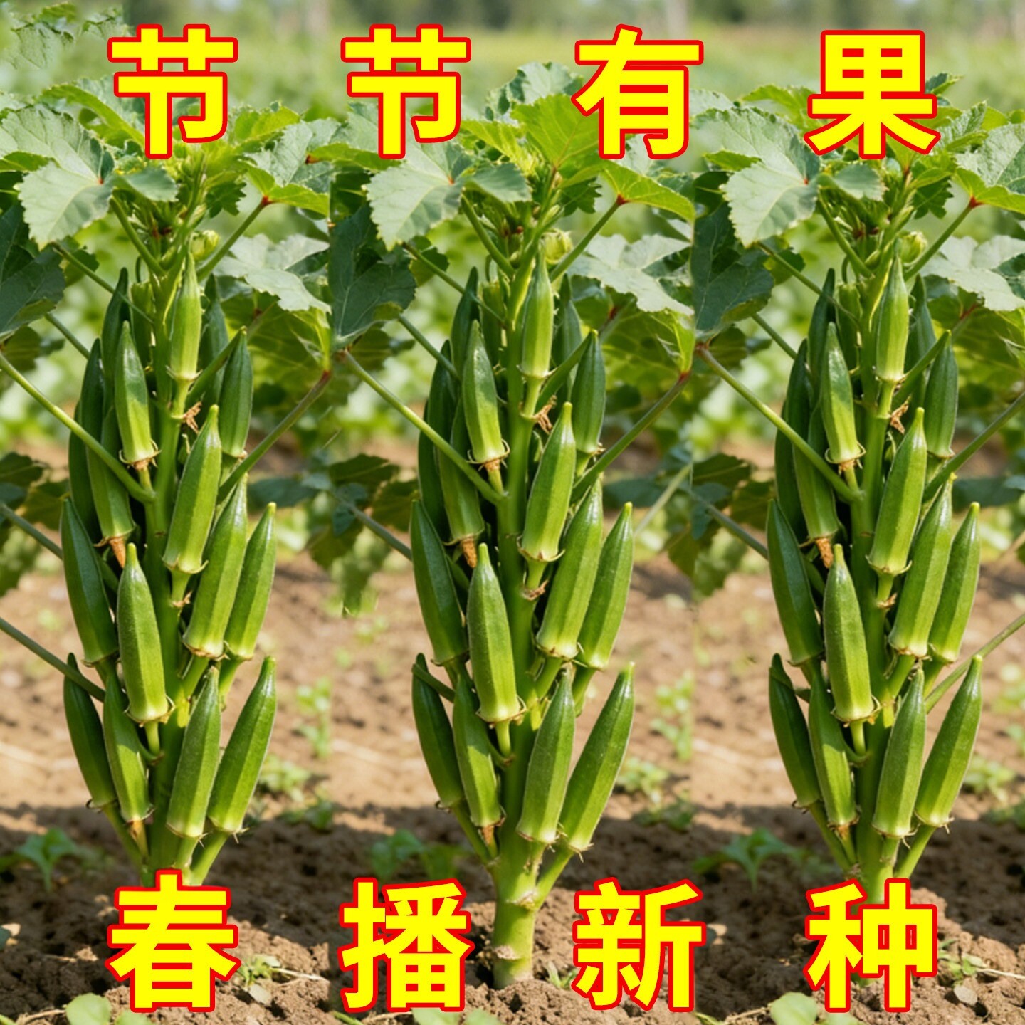 高产不易老超嫩水果秋葵秧苗脆嫩红秋葵种子耐热营养丰富基地直发