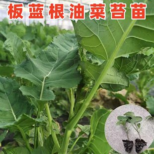 广州板蓝根青菜苗秧苗蔬菜种植盆栽阳台秋冬耐寒易活现拔现发带泥