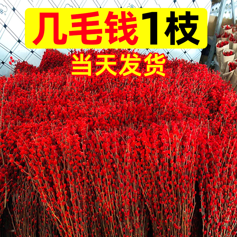 银柳真花鲜枝客厅摆件红梅红色喜庆干花枝室内装饰年宵花水培植物