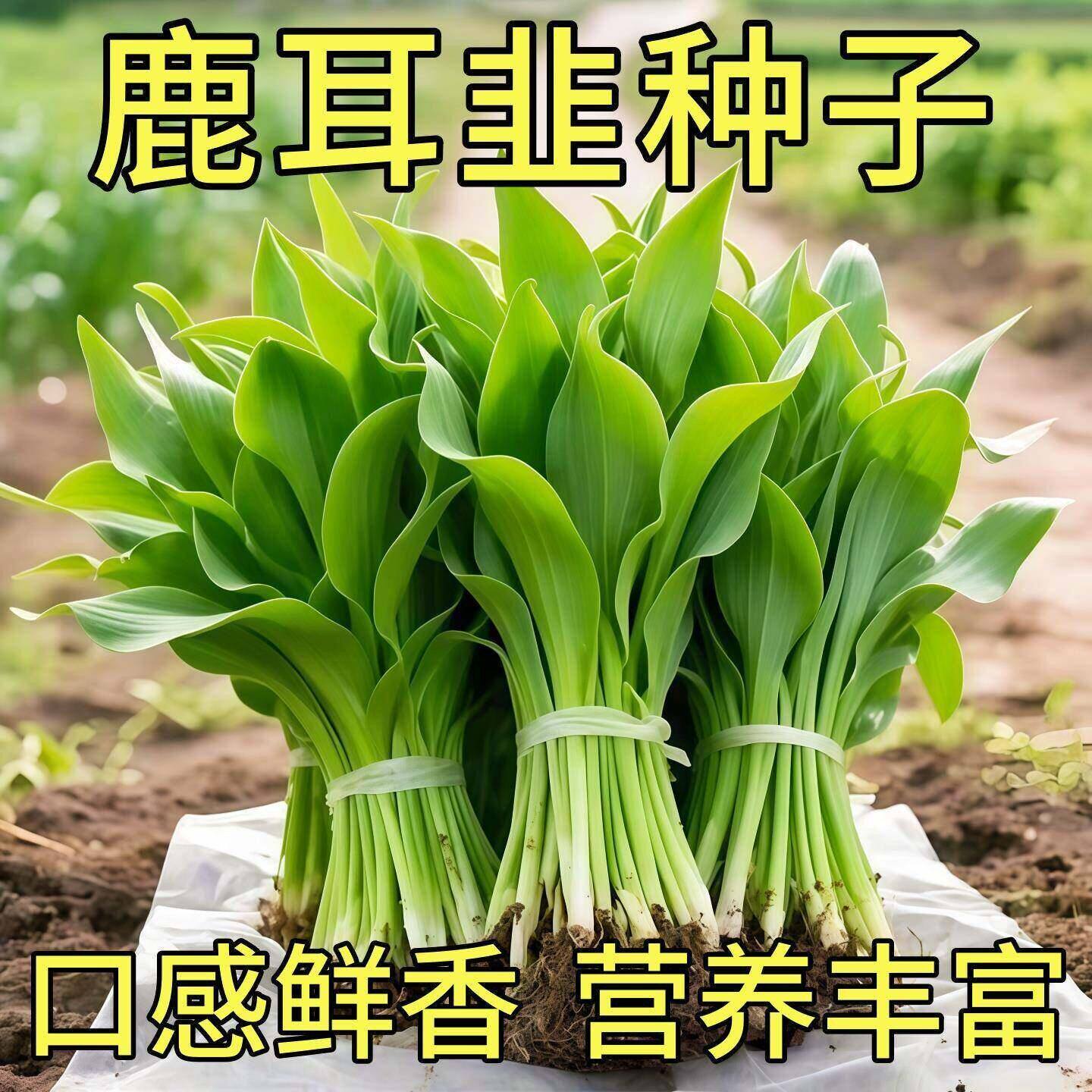 鹿耳韭种子盆栽小院四季皆宜种植高产地栽阳台小院南北方可种菜籽