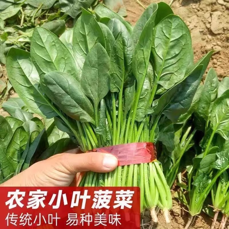 菠菜种子耐天热夏季大叶高产原生态夏四季易种蔬菜种阳台庭院盆栽