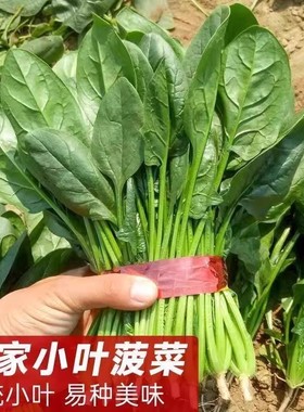 菠菜种子耐天热夏季大叶高产原生态夏四季易种蔬菜种阳台庭院盆栽