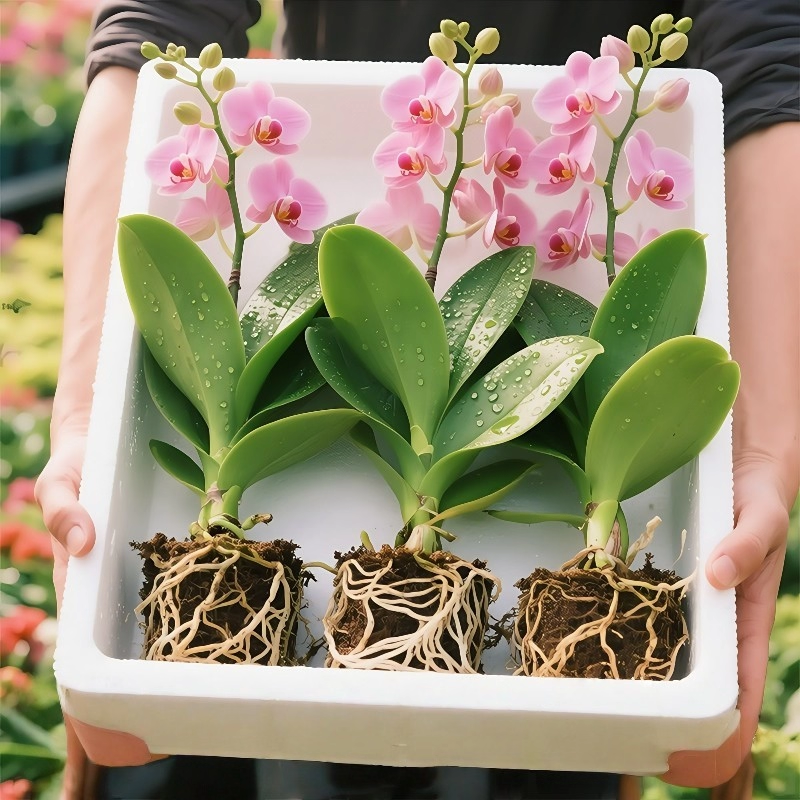 蝴蝶兰盆栽带花剑带花苞花卉秋冬客厅兰花大苗室内植物四季好养活,鲜花速递/花卉仿真/绿植园艺,红掌/凤梨/温室花卉,淘宝优惠券,粉丝福利购,淘宝优惠卷