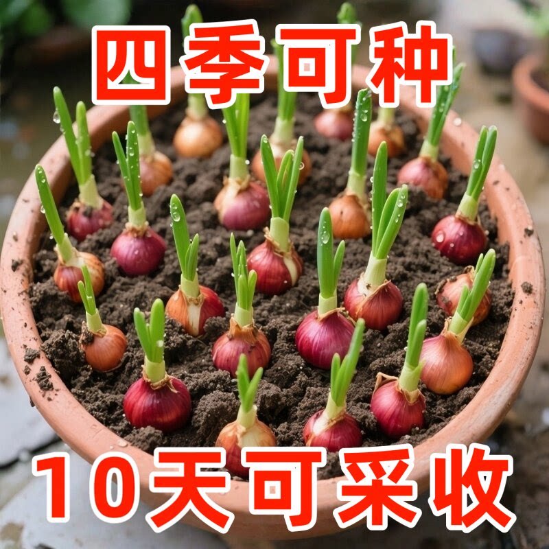 广东正宗红葱头可种植红皮干香葱头种子食用香料新室内外长葱芽