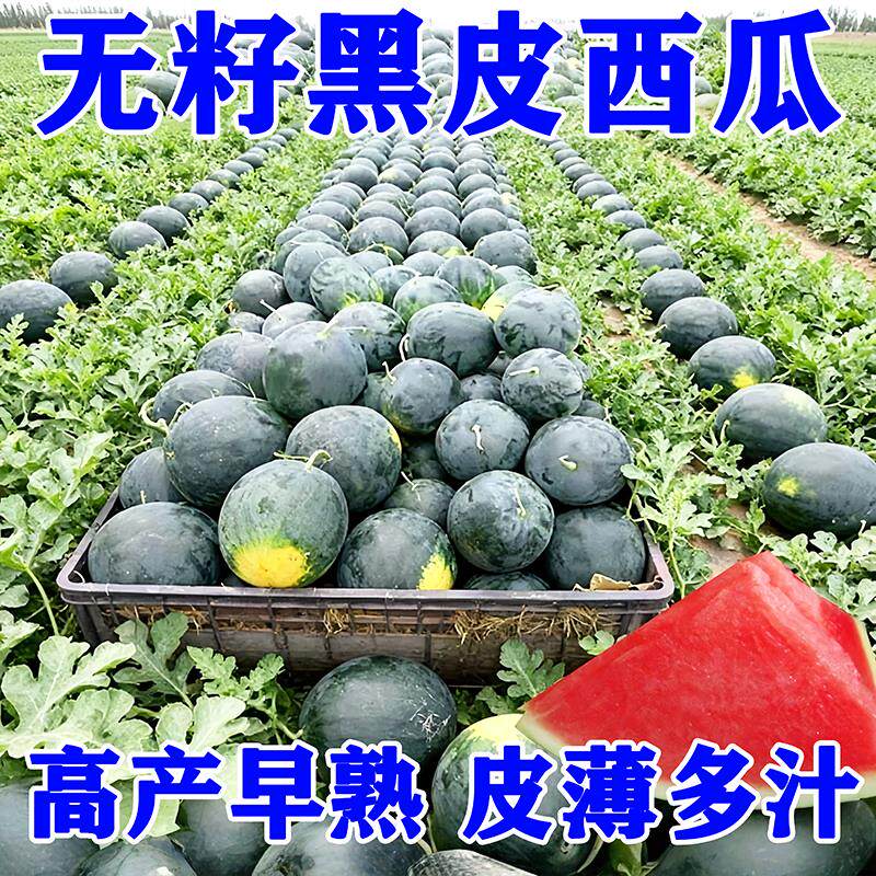 黑皮无籽西瓜种子特大高产早熟薄皮农科院麒麟超甜巨型西瓜种籽
