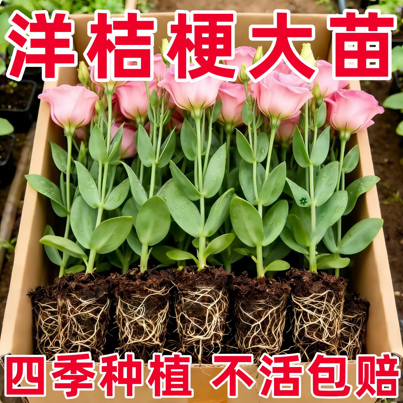 洋桔梗花苗翠绿重瓣高杆大花多年生草本花卉耐寒耐热阳台庭院盆景