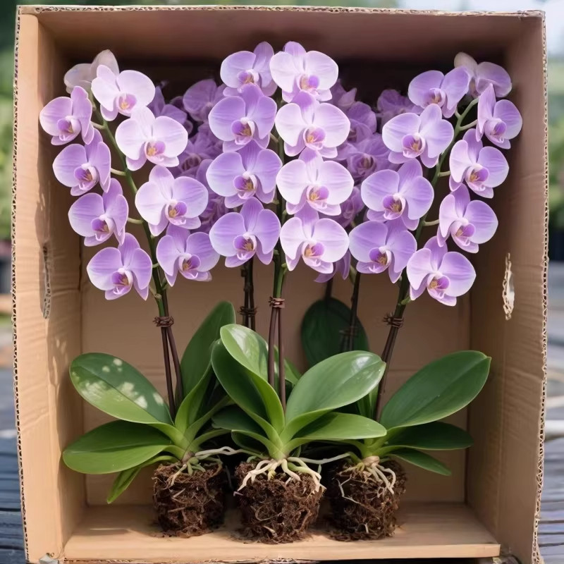 蝴蝶兰带花盆栽特大号带花苞花卉水培绿植物办公室内客厅四季好养