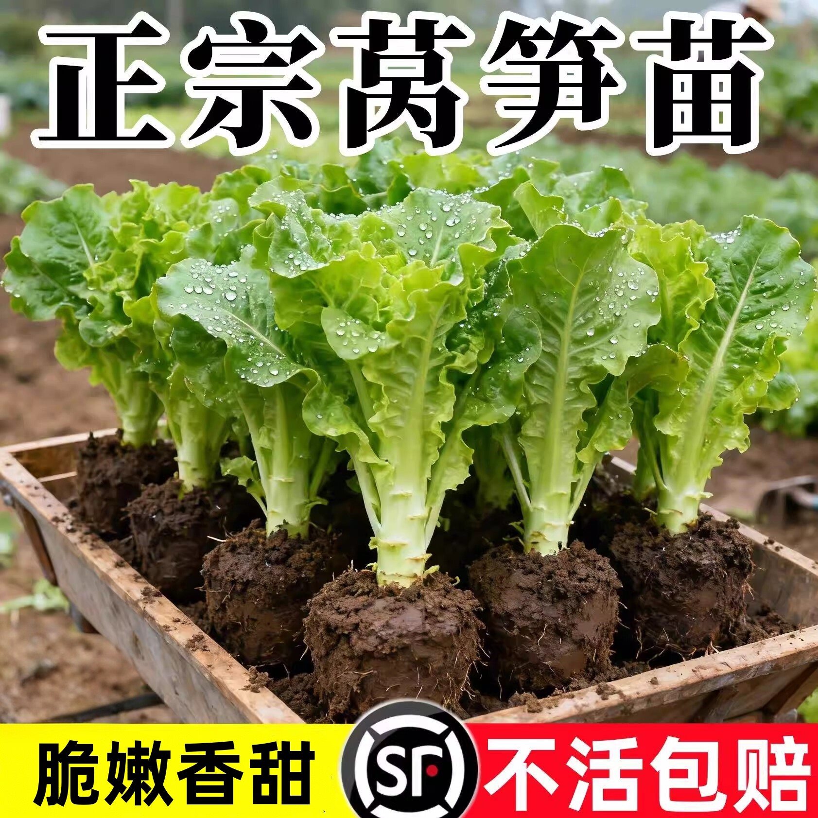 正宗莴笋苗秧苗红莴苣苗青笋带土种苗四季室内外阳台庭院盆栽蔬菜