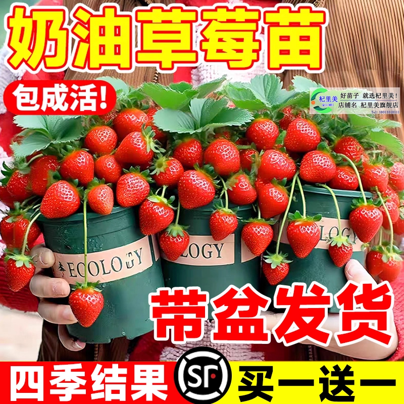 奶油草莓苗盆栽带花带果原盆带土红颜四季结果阳台种植新苗苗秧籽