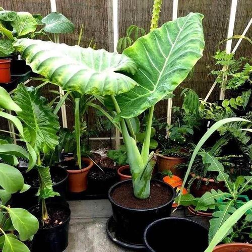 进口缅甸霸王芋大型绿植大叶盆栽庭院超大叶老桩落地净化空气