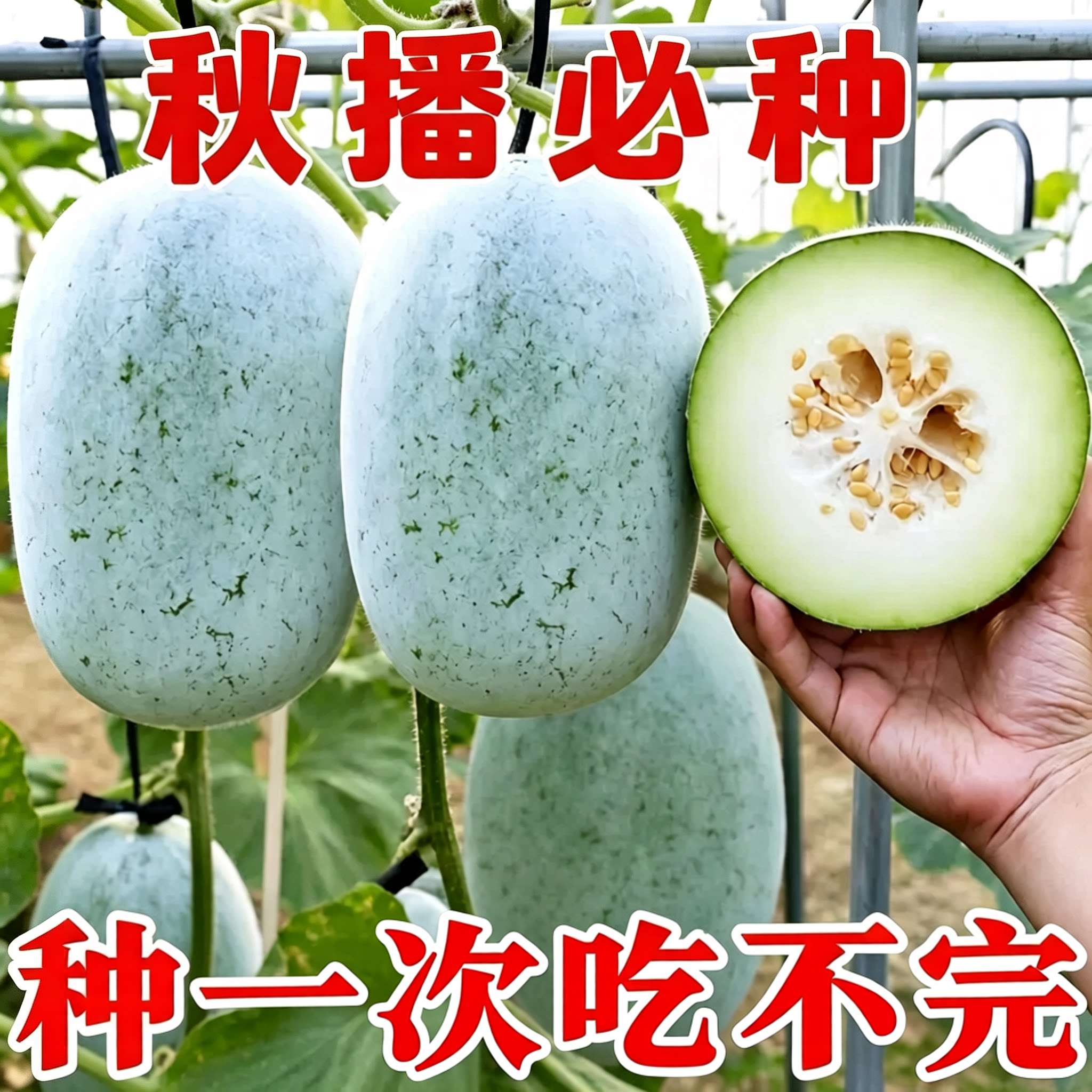 一串铃冬瓜种子四季早熟果大抗病高产白皮粉皮小冬瓜种籽蔬菜种孑