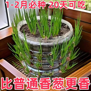 浓香型红葱头四季 小香葱食用细小香葱阳台庭院红葱头新四川红葱头