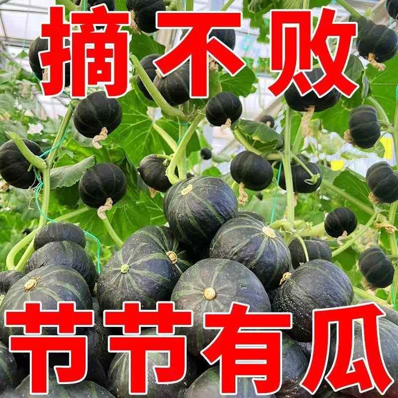 正宗贝贝南瓜板栗南瓜种种子甜糯超甜南瓜种子早熟新品种蔬菜种子