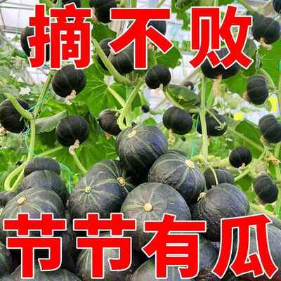 正宗贝贝南瓜板栗南瓜种种子甜糯超甜南瓜种子早熟新品种蔬菜种子