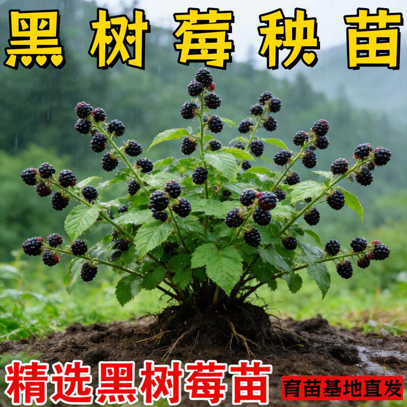 优质黑树莓苗基地直发阳台盆栽庭院四季种植刺泡覆盆子果树苗秧苗