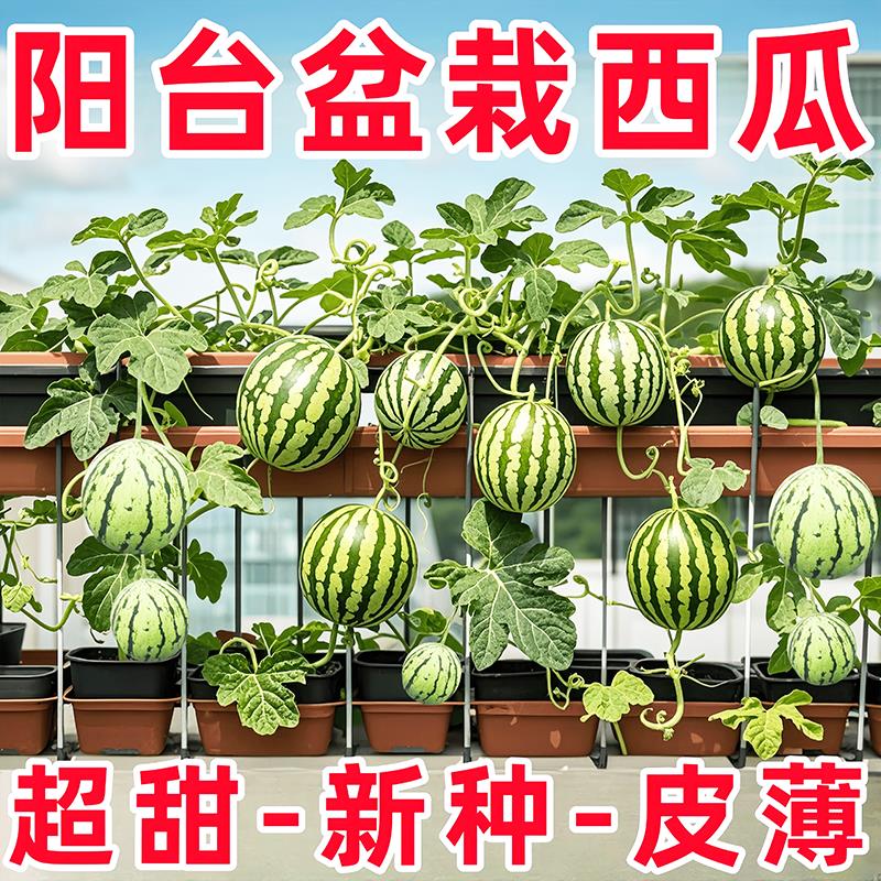 新品2K小西瓜种子薄皮少籽红瓤西瓜盆栽阳台水果种籽高产四季播种